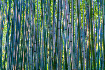 Full frame shot of bamboo plants