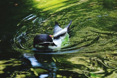 Close-up of duck swimming in lake