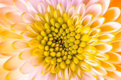 Close-up of yellow flower