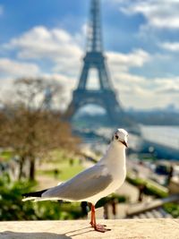 Seagull perching on a tower