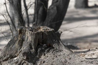 Close-up of tree stump in forest