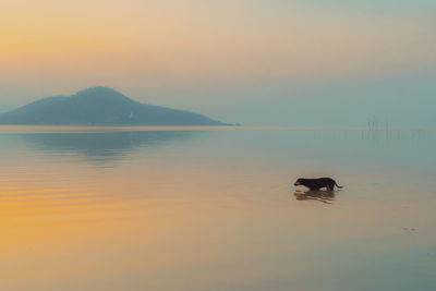  artist thanrath pinigpreecha view of dogs swimming in lake during sunset soft pastel