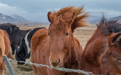 Close-up view of horses approaching the fence