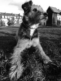 Close-up of dog against trees