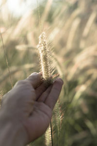 Close-up of hand holding plant on field