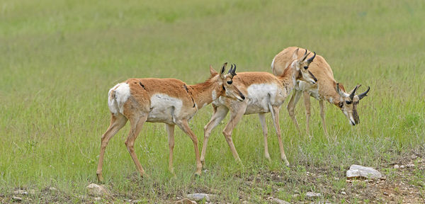 Trio of pronghorn on a prairie ridge in custer state park in south dakota