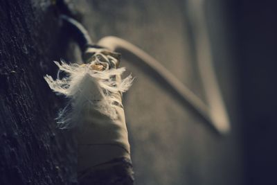 Close-up of plant against blurred background