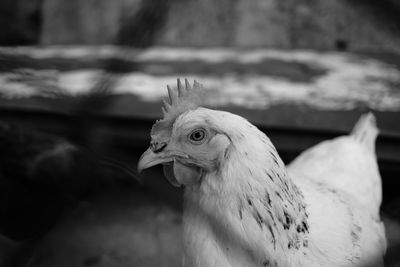 Close-up of a bird