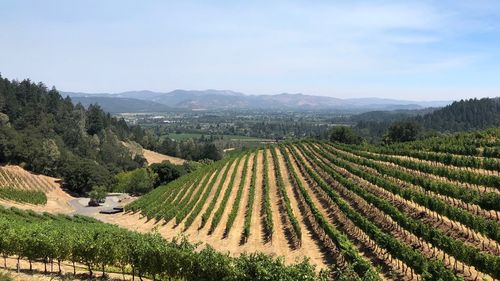 Scenic view of agricultural field against sky