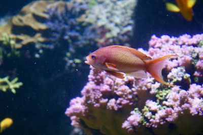 Close-up of fish swimming in sea