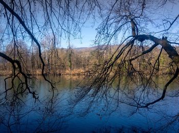 Reflection of bare trees in lake