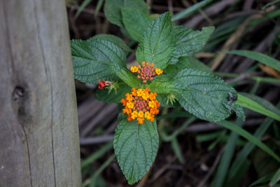 Close-up of yellow flower growing on plant