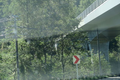 Trees and plants growing in forest