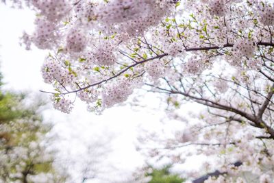 Low angle view of cherry blossoms blooming on tree