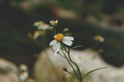 Close-up of white flowering plant