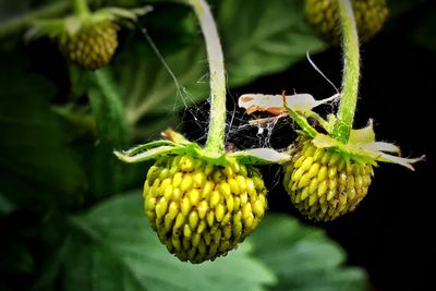 Close-up of insect on plant