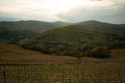 Scenic view of vineyard against sky