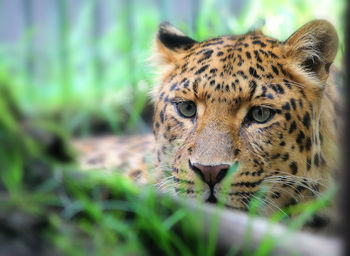 Portrait of a cat looking away