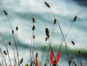 Close-up of dry plants