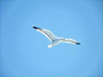Seagull flying against cloudy sky