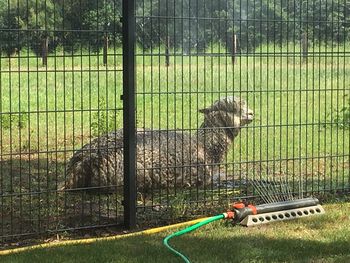 Horse in cage