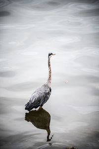 High angle view of bird perching on a lake