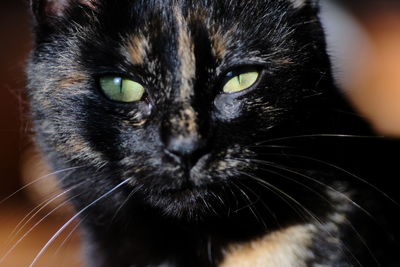 Close-up portrait of a cat