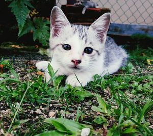 Portrait of cat