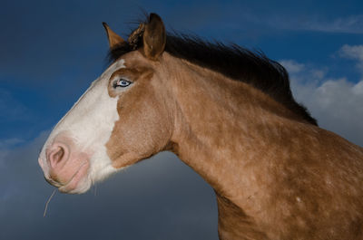 Close-up of horse against sky