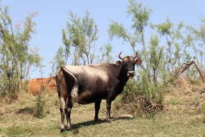 animal