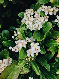 Close-up of white flowering plants