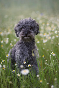 Portrait of a dog on field