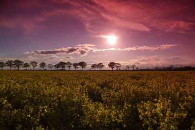 Scenic view of agricultural field against sky during sunset