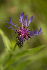 Close-up of purple flowering plant