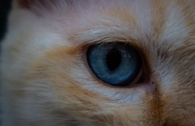 Close-up of cat eye