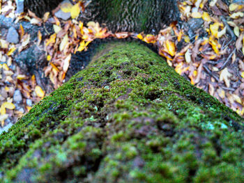 Close-up of moss on rock