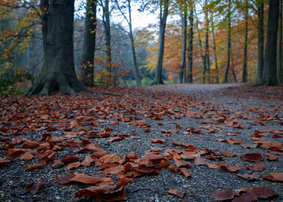 Autumn leaves fallen on ground