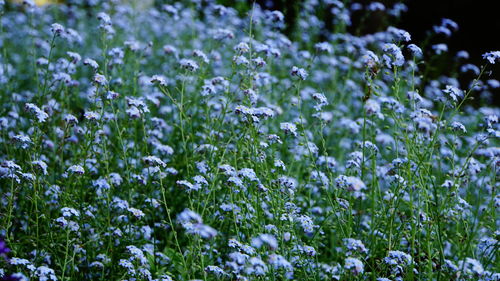 Close-up of white flowering plants on field