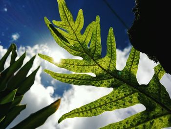 Low angle view of leaves against sky