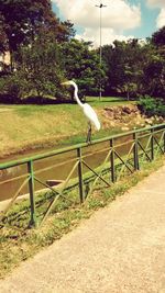 Gray heron perching on railing against trees