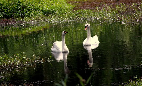 Swans swimming in lake