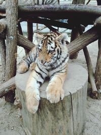 Close-up of giraffe relaxing on wood