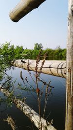 Close-up of sea by lake against clear sky