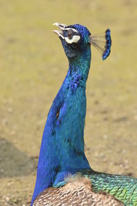 Close-up of a peacock