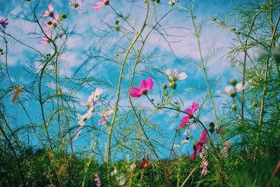 Close-up of pink flowering plants on field against sky