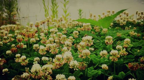 Close-up of white flowers