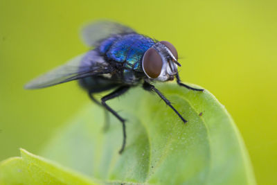 Close-up of damselfly on leaf