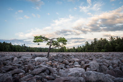 Rocks on shore against sky