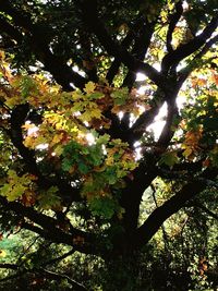 Low angle view of flower tree