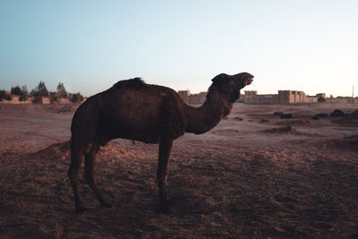 Side view of a horse on field